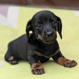 Dachshund (Standard &amp; Miniature) - Bitches