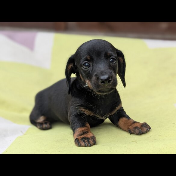 Dachshund (Standard &amp; Miniature) - Bitches