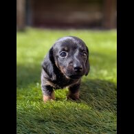 Dachshund (Standard &amp; Miniature) - Bitches