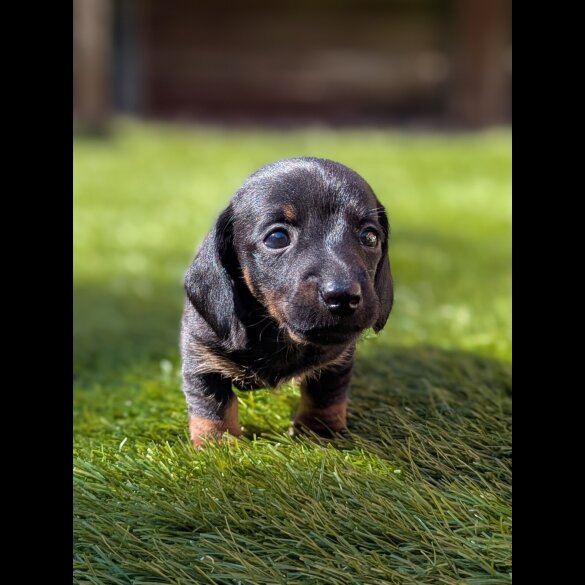 Dachshund (Standard &amp; Miniature) - Bitches