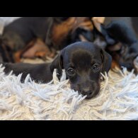 Dachshund (Standard &amp; Miniature) - Bitches