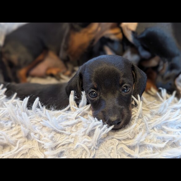 Dachshund (Standard &amp; Miniature) - Bitches