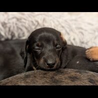 Dachshund (Standard &amp; Miniature) - Bitches