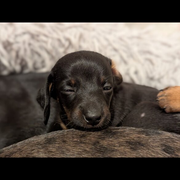 Dachshund (Standard &amp; Miniature) - Bitches
