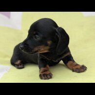 Dachshund (Standard &amp; Miniature) - Bitches