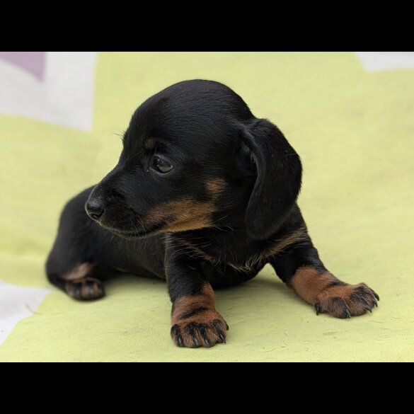 Dachshund (Standard &amp; Miniature) - Bitches