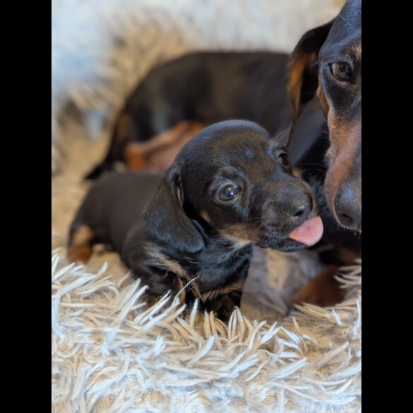 Dachshund (Standard &amp; Miniature) - Bitches