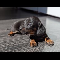 Dachshund (Standard &amp; Miniature) - Bitches
