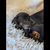 Dachshund (Standard &amp; Miniature) - Bitches