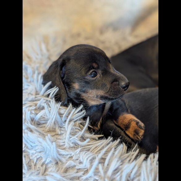 Dachshund (Standard &amp; Miniature) - Bitches