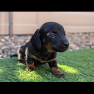 Dachshund (Standard &amp; Miniature) - Bitches