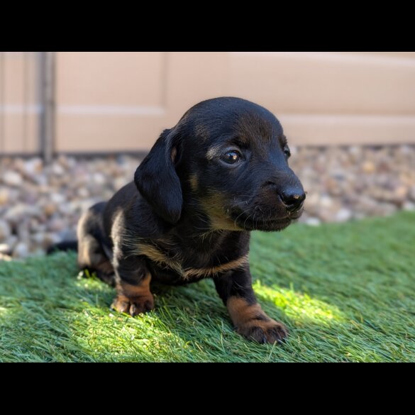 Dachshund (Standard &amp; Miniature) - Bitches