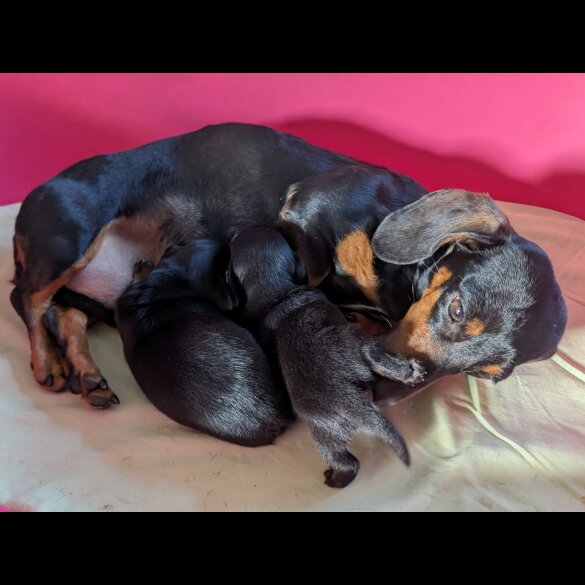 Dachshund (Standard &amp; Miniature) - Bitches