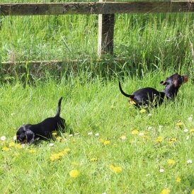 Dachshund (Standard &amp; Miniature) - Both