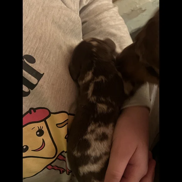 Dachshund (Standard &amp; Miniature) - Both