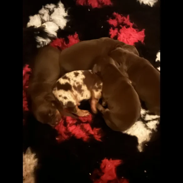 Dachshund (Standard &amp; Miniature) - Both