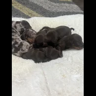 Dachshund (Standard &amp; Miniature) - Both