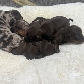 Dachshund (Standard &amp; Miniature) - Both