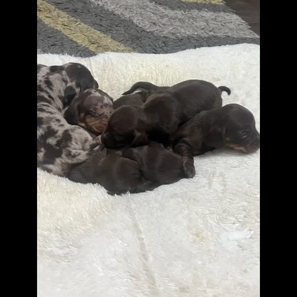 Dachshund (Standard &amp; Miniature) - Both