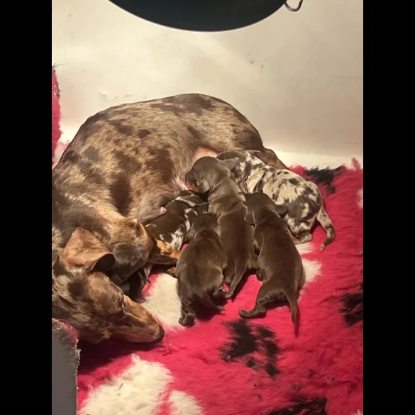 Dachshund (Standard &amp; Miniature) - Both