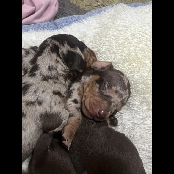 Dachshund (Standard &amp; Miniature) - Both
