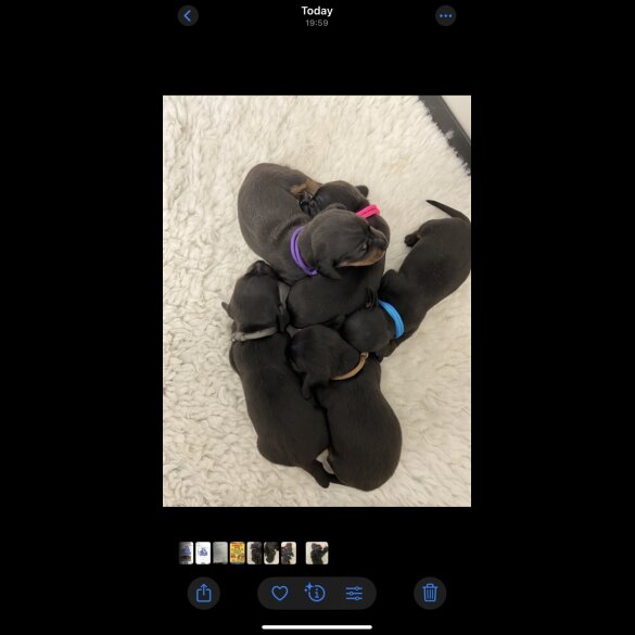 Dachshund (Standard &amp; Miniature) - Both