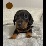 Dachshund (Standard &amp; Miniature) - Both