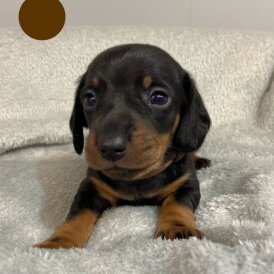 Dachshund (Standard &amp; Miniature) - Both