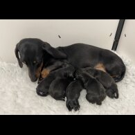 Dachshund (Standard &amp; Miniature) - Both