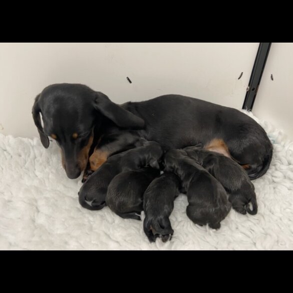 Dachshund (Standard &amp; Miniature) - Both