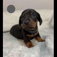 Dachshund (Standard &amp; Miniature) - Both