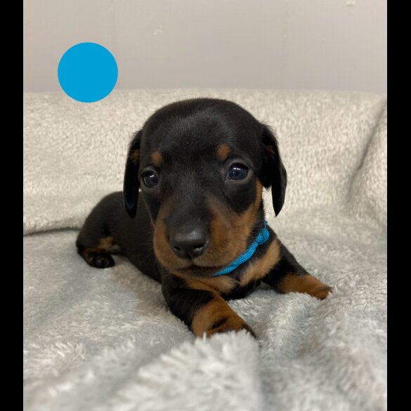 Dachshund (Standard &amp; Miniature) - Both