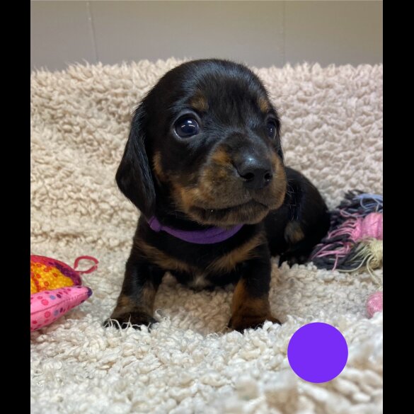 Dachshund (Standard &amp; Miniature) - Both