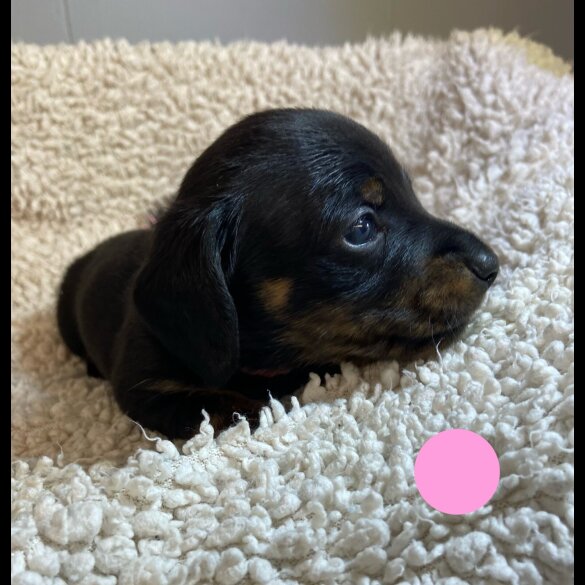 Dachshund (Standard &amp; Miniature) - Both