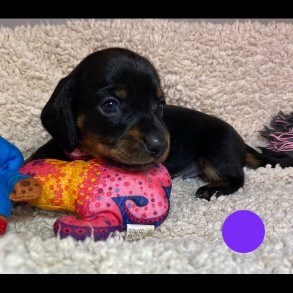 Dachshund (Standard &amp; Miniature) - Both