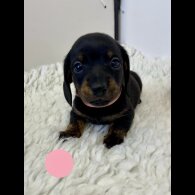 Dachshund (Standard &amp; Miniature) - Both
