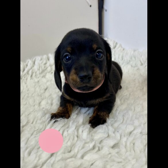 Dachshund (Standard &amp; Miniature) - Both