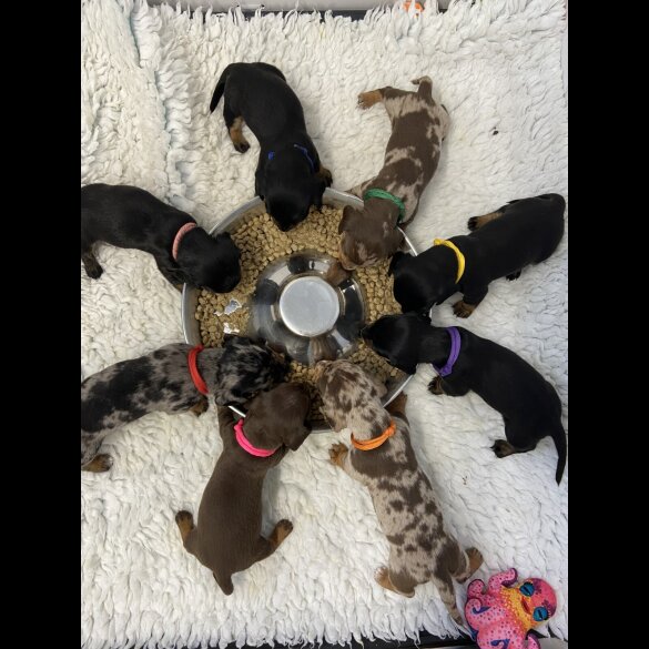 Dachshund (Standard &amp; Miniature) - Both