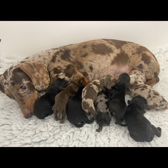 Dachshund (Standard &amp; Miniature) - Both