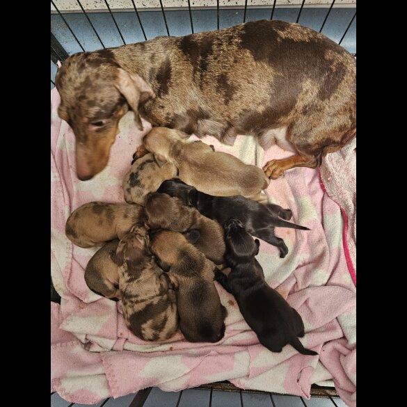 Dachshund (Standard &amp; Miniature) - Both