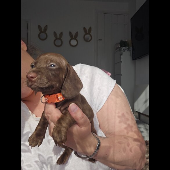 Dachshund (Standard &amp; Miniature) - Both