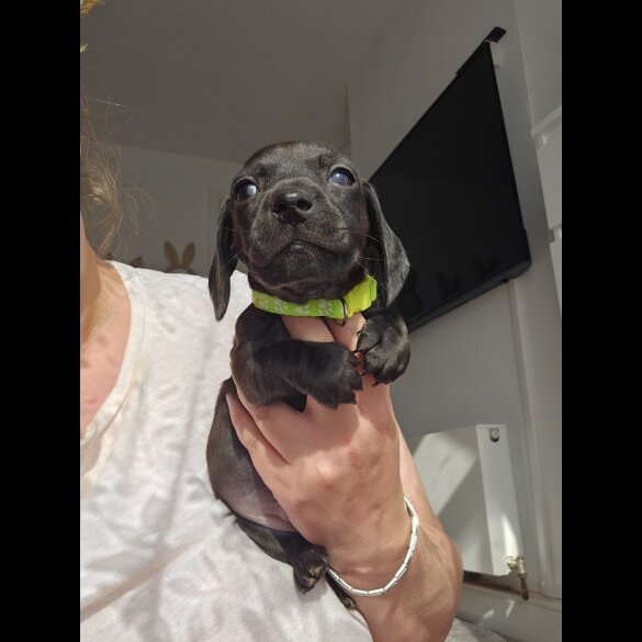 Dachshund (Standard &amp; Miniature) - Both