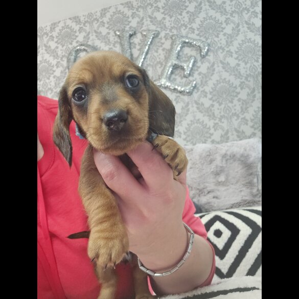 Dachshund (Standard &amp; Miniature) - Both