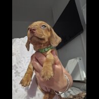 Dachshund (Standard &amp; Miniature) - Both