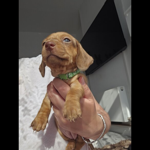 Dachshund (Standard &amp; Miniature) - Both
