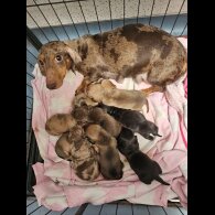 Dachshund (Standard &amp; Miniature) - Both