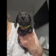 Dachshund (Standard &amp; Miniature) - Both