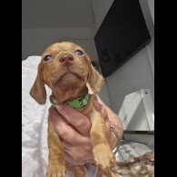 Dachshund (Standard &amp; Miniature) - Both