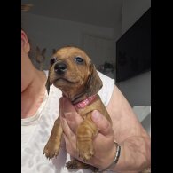 Dachshund (Standard &amp; Miniature) - Both