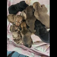 Dachshund (Standard &amp; Miniature) - Both